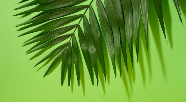 Green palm leaves with shadow on a green background.