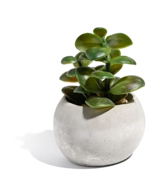 Growing succulent in a gray cement pot on a white isolated background