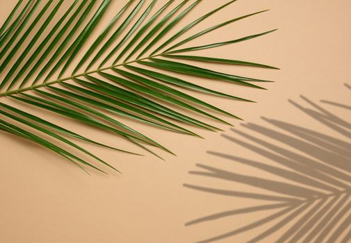 Green leaf of palm tree on brown background. View from above, copy space