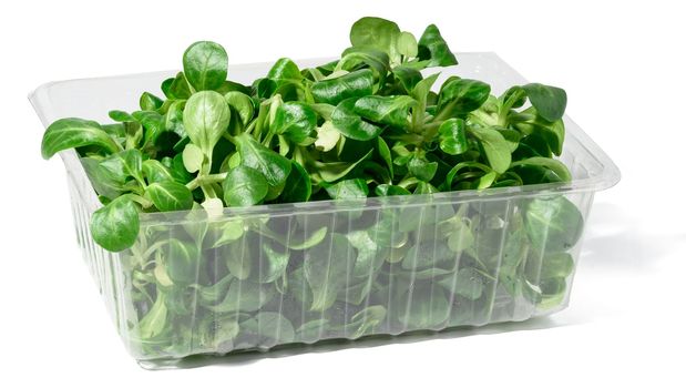 Fresh lettuce leaves  mung bean in a transparent plastic container on a white isolated background
