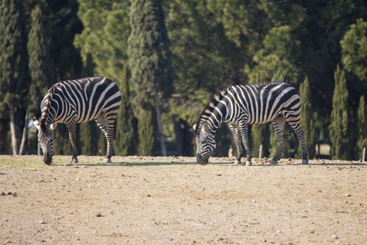 Two zebras grazing in a field i