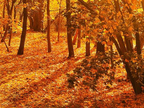 Nature, landscape and environment, golden autumn scenery with autumnal trees, leaves and foliage in fall season as picturesque seasonal holiday background