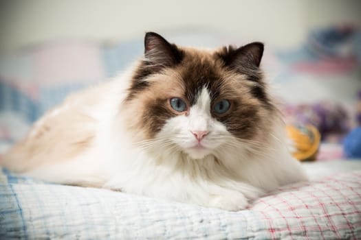 Beautiful domestic purebred cat Ragdoll, lies on the bed