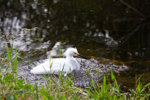 Snowy egret wading in water, found in Everglades