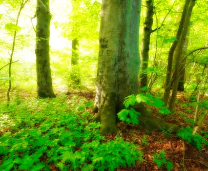 Lush forest in the spring. A photo of forest beauty in springtime