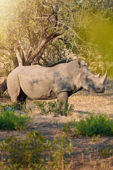 Rhinos are temperamental. Full length shot of a rhinoceros in the wild.