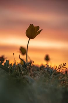 Wild tulip flowers at sunset, natural seasonal background. Multi-colored tulips Tulipa schrenkii in their natural habitat, listed in the Red Book.