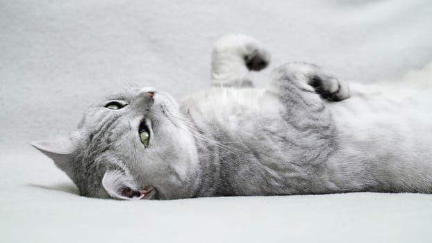 Scottish straight cat lies on his back. Cat upside down. Close up white cat face.