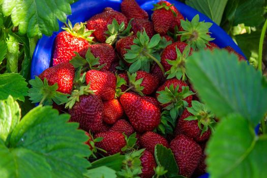 farm-fresh strawberries in a bowl.