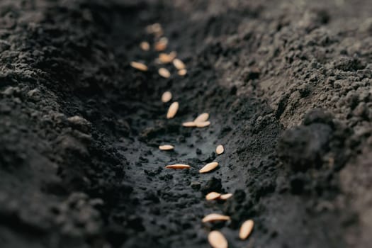 Sowing season. Sowing seeds closeup. Planting seeds soil ground earth garden soil farm garden ground. Seeding plant farm ground. Seedbed. Fertile land. Fertile ground. Agriculture planting vegetables