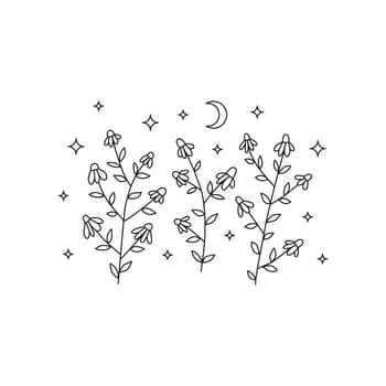 Doodle celestial chamomile flowers.