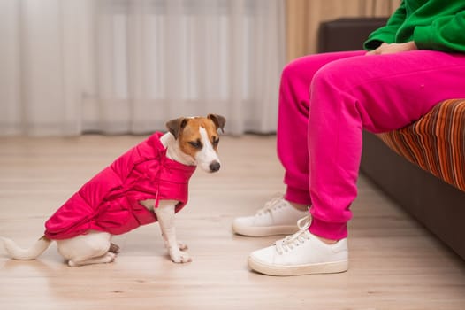 Jack Russell Terrier dog dressed in a pink jacket at the feet of the hostess in the apartment.