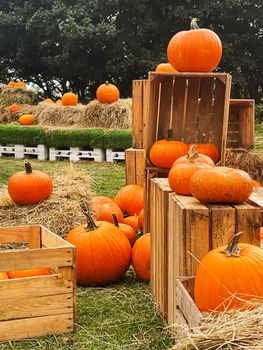 Halloween pumpkins and holiday decoration in autumn season rural field, pumpkin harvest and seasonal agriculture, outdoors in nature