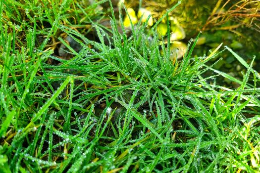 Green grass with dew drops in the meadow in the morning.