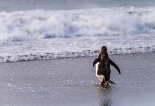 Single Gentoo penguin on Falklands walking in surf of ocean