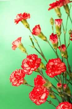 Blank card with carnation flowers. Red carnation flowers isolated on green background