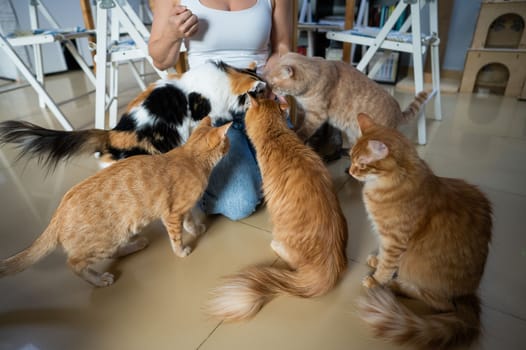 Caucasian woman with cats in a cat cafe.