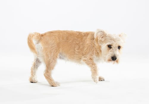 A multi-racial dog walks on a white background completely isolated from the background.