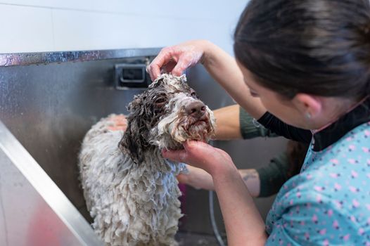 Young woman dog groomer bathing a Spanish Waterdog on a dog bath tub