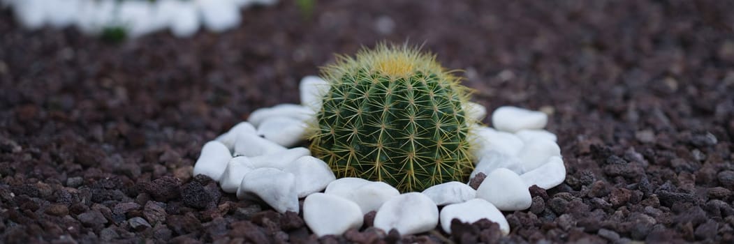 ot of beautiful little cactus grows in flower bed with stones around