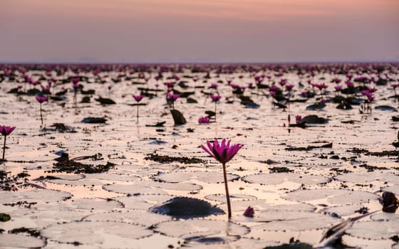 Sunrise at the Beautiful Red Lotus Sea Kumphawapi full of pink flowers in Udon Thani Thailand.