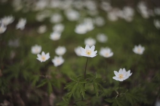 Beautiful spring background with white anemones flowers in spring woods. Springtime