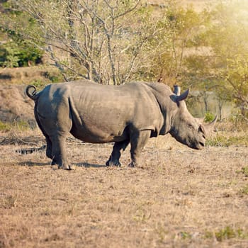 Hes got a point. Full length shot of a rhinoceros in the wild.