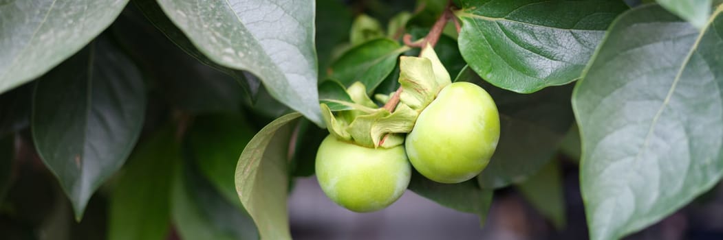 Green cherry plum or apple on branch in garden