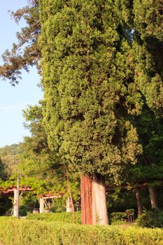Cypress in the Miramare park, Trieste