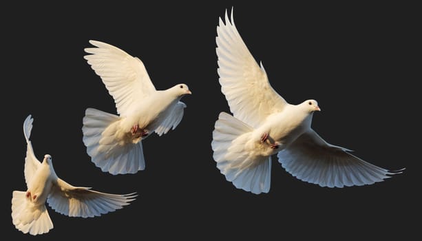 white pigeons in flight isolated on white background