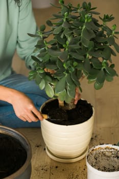 Spring hobby happy young woman transplanting in flower pot houseplant with dirt or soil at home. Gardening plant and green tropical