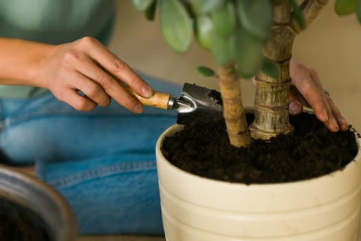 Woman gardener close up transplanting green plants in ceramic pots on the floor. Concept of home garden and potted plants