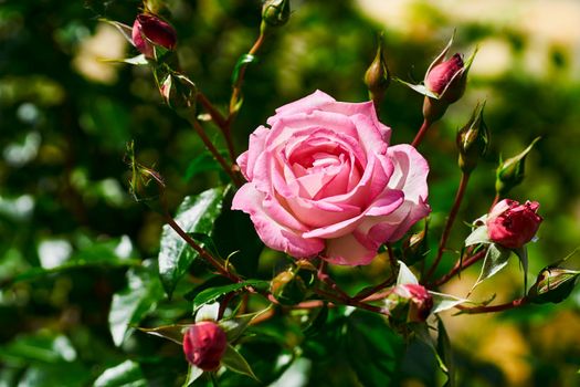Wonderful scarlet pink rose bush in a garden park. Love and tenderness.