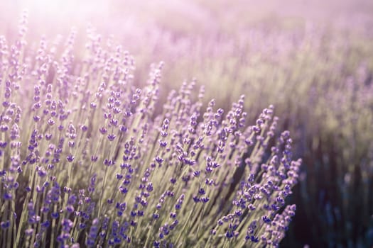 Lavender field banner. With soft light effect for floral background on horizontal web header or banner