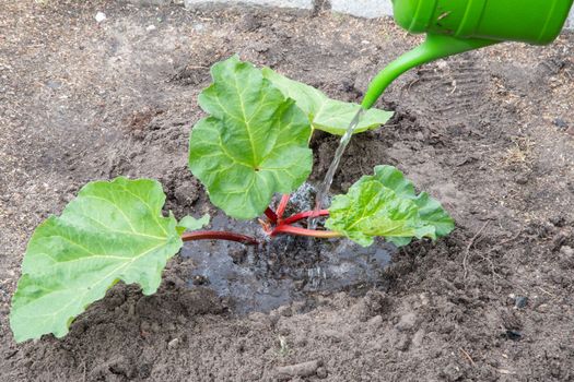 The gardener waters rhubarb bush in the garden from a green watering can
