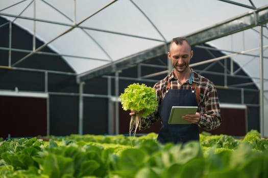 Owner of the hydroponics vegetable garden is checking the quality of the vegetables and checking or recording the growth of the vegetables in the garden, Vegetables in the greenhouse.
