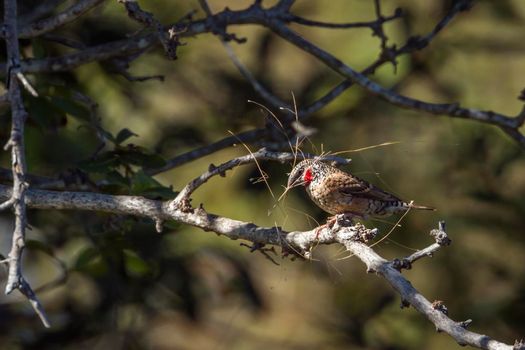 Cut-throat finch in Kruger National park, South Africa
