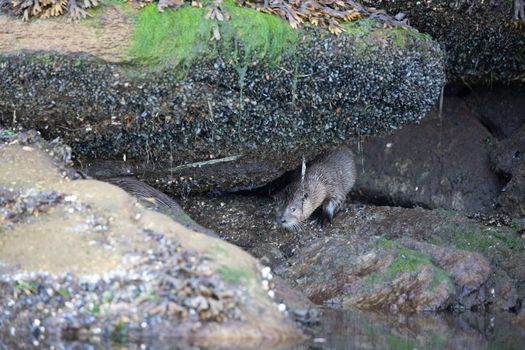 Sea otter hiding among algae covered rocks