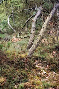 Forest wilderness. Uncultivated forest wilderness in Denmark - Odde Natural Park.