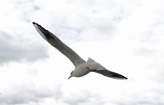 flying seagull with spread wings against a cloudy sky