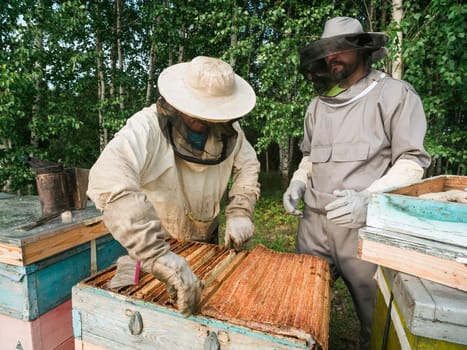 Beekeepers holds a honey cell with bees in his hands. Apiculture and apiary concept