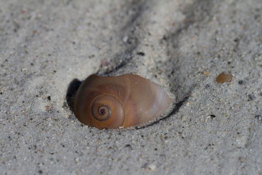 Close-up of a shark eye seashell, Neverita duplicata, found partially covered with sand, near Naples Florida
