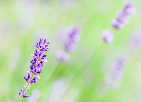 Soft focus on lavender buds in the summer garden