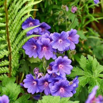Meadow Geranium - also Geranium pratense - Johnsons Blue. Meadow cranesbill is its most common name, although other names include meadow cranes-bill and meadow geranium.