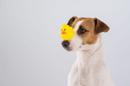 Jack Russell Terrier dog with a rubber duck on his nose.