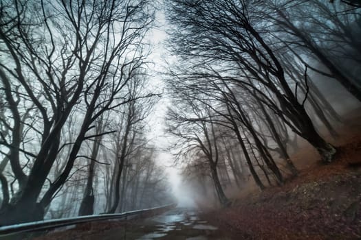 Spooky Road into Forest at autumn in Balkan Mountains, Bulgaria