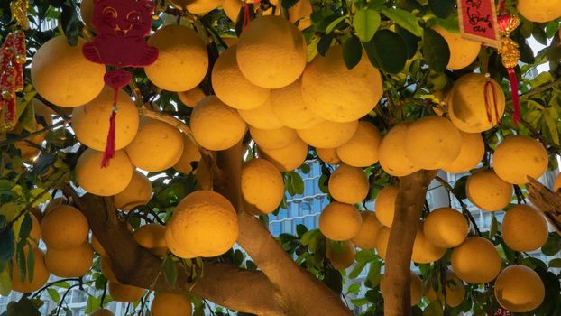 A lot of grapefruit grows on a tree with evening illumination