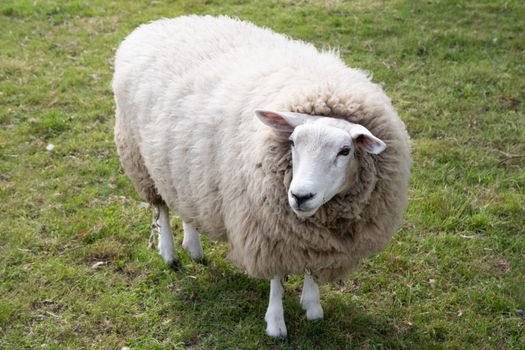 one fat white sheep with thick white wool stands on green grass, a four-legged