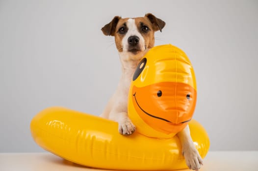 Dog jack russell terrier in an inflatable circle duck on a white background.