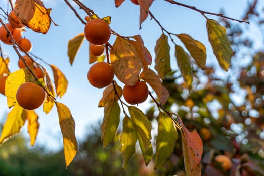 Persimmon ripe fruit garden. Tree branches with ripe persimmon fruits on a sunny day